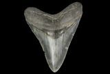 Serrated, Fossil Megalodon Tooth - South Carolina #114505-1